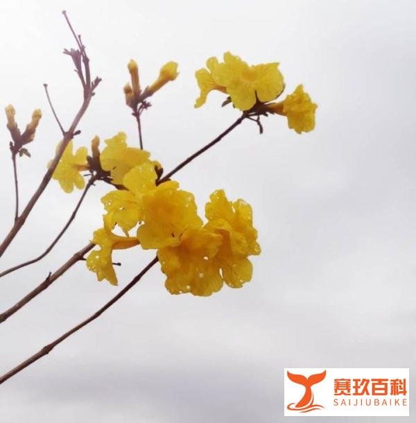 安阳狗咬人事件近两月未解决，背后究竟有何神秘力量？
