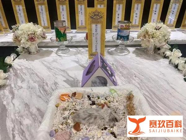 70元仓鼠办葬礼，火化700元，是对宠物的深情还是行业乱象？