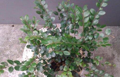 黑骨茶开花吗 开花什么样子