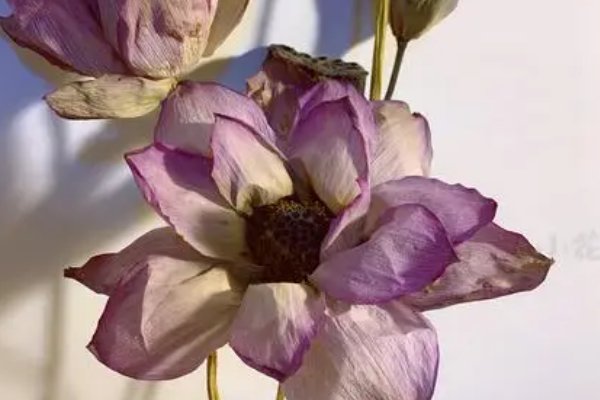 荷花干花的制作方法