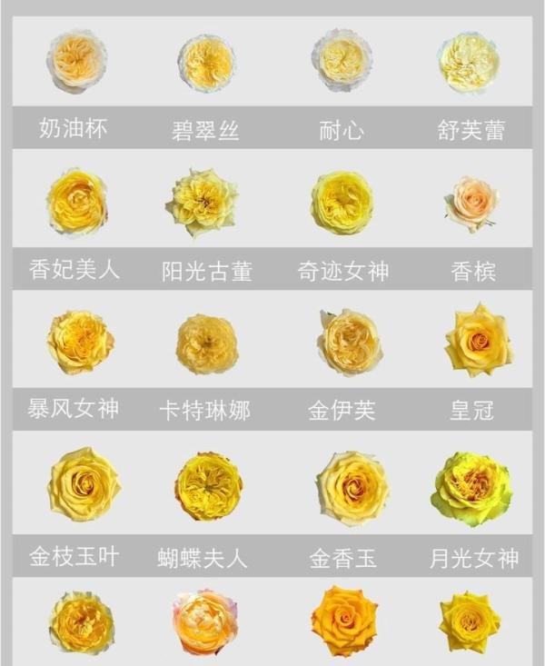 玫瑰??图鉴|140种不同颜色的玫瑰