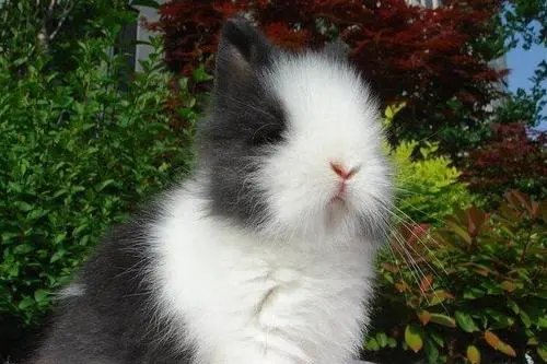 猫猫兔为什么不能养