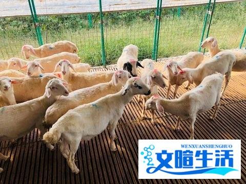 2020年农村养殖业无息贷款怎么办理?申请条件有哪些?