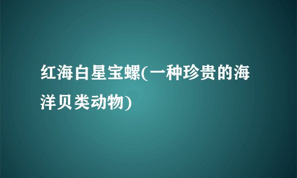 红海白星宝螺(一种珍贵的海洋贝类动物)