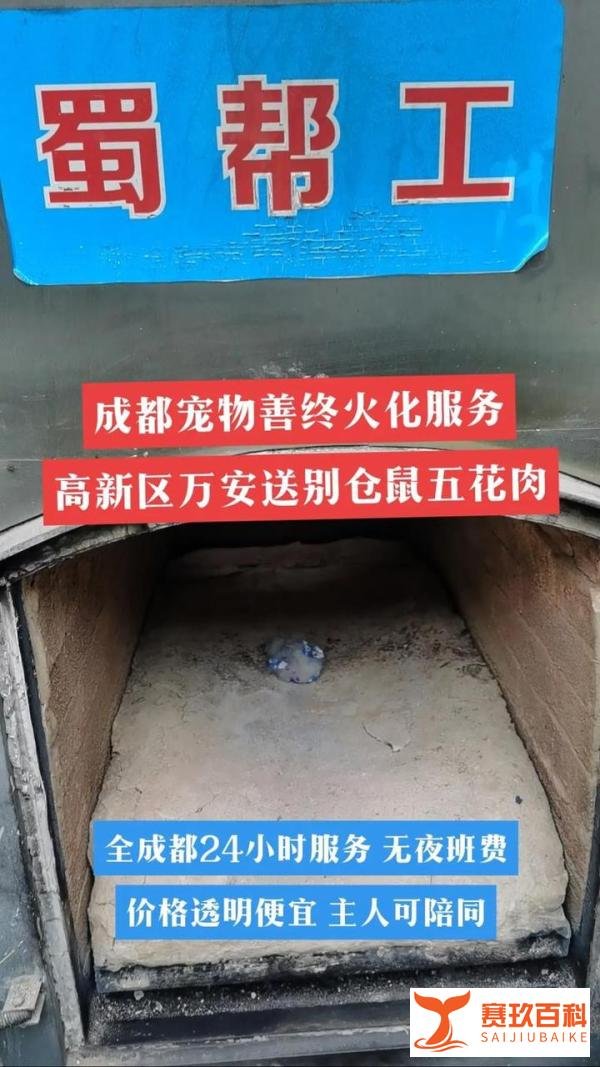 70元仓鼠办葬礼，火化700元，是对宠物的深情还是行业乱象？