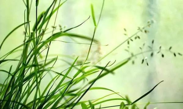 二十首关于春草的诗词,又是一年春草绿,春草绿时亦有诗
