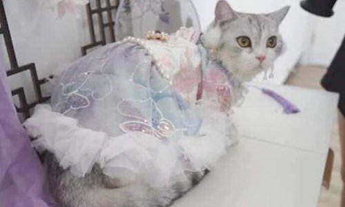 90后女孩给猫做汉服月入7万,女孩是如何有了此想法的?