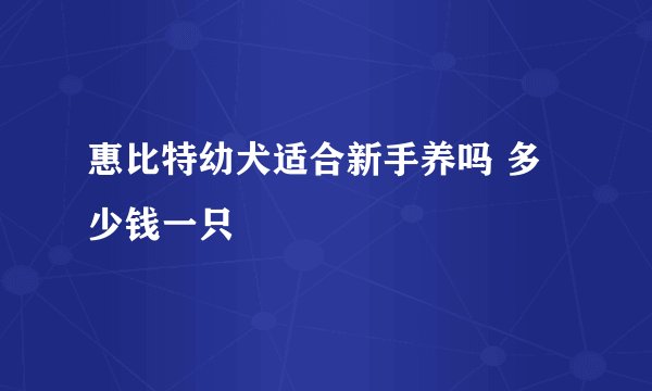 惠比特幼犬适合新手养吗 多少钱一只