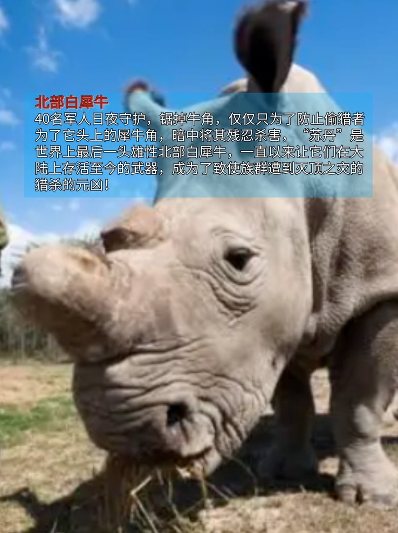 第一名已经名存实亡,最稀有动物排行榜