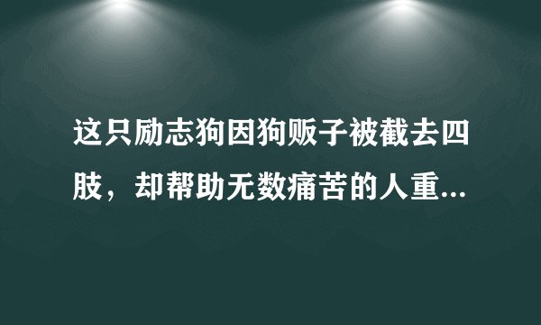 这只励志狗因狗贩子被截去四肢，却帮助无数痛苦的人重新站起来……