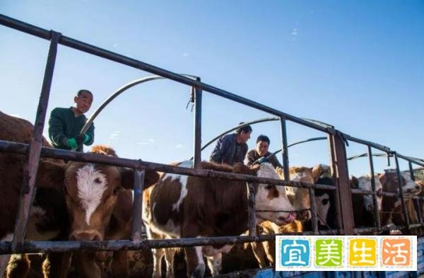 未来3年养牛前景怎么样，看完分析后，感觉非常有道理。