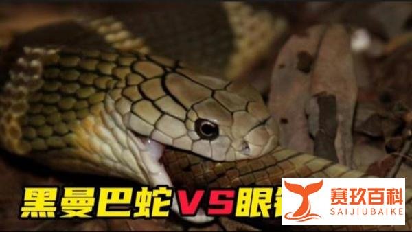 黑曼巴蛇单挑眼镜王蛇，两大毒蛇争霸，谁才是蛇中之王？