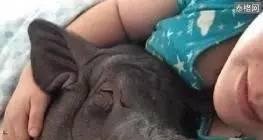 女子晒170斤宠物猪 同床同吃惊呆网友