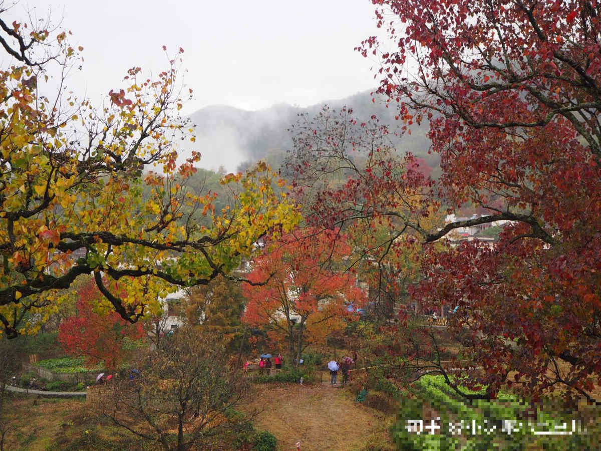 塔川景区要门票吗