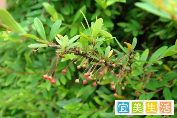 重要的园林景观植物——锡兰叶下珠