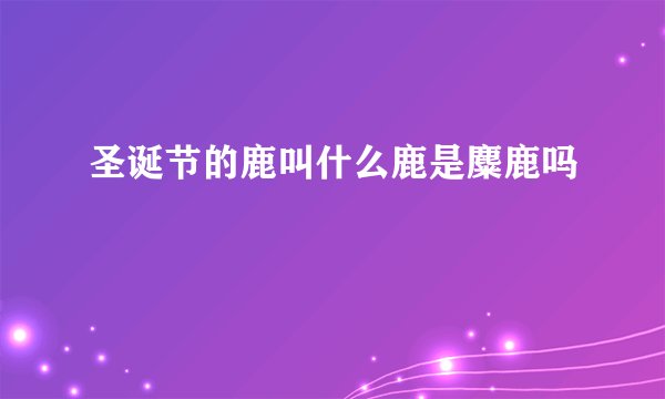 圣诞节的鹿叫什么鹿是麋鹿吗