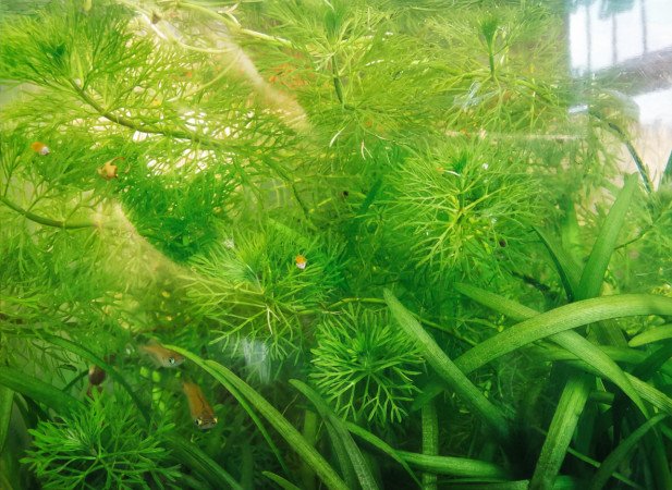 鱼缸里可以坠下水草的东西有什么