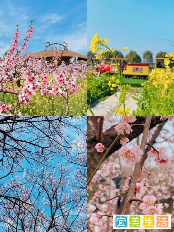 踏青赏花,浙江省内团建旅游好去处推荐!