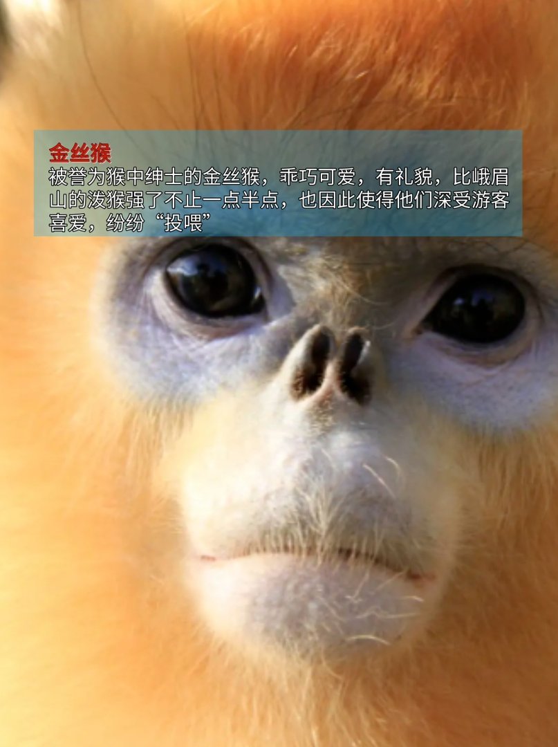 第一名已经名存实亡,最稀有动物排行榜