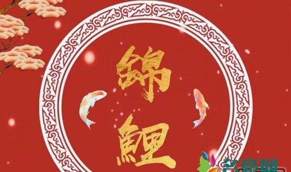 网络语锦鲤是什么意思 知道为啥我咋这么喜欢杨超越这个女娃