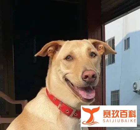 狗狗姐妹抢坐奶奶腿上，巨大瓦斯桶，挤3层肉卡中间：还有我