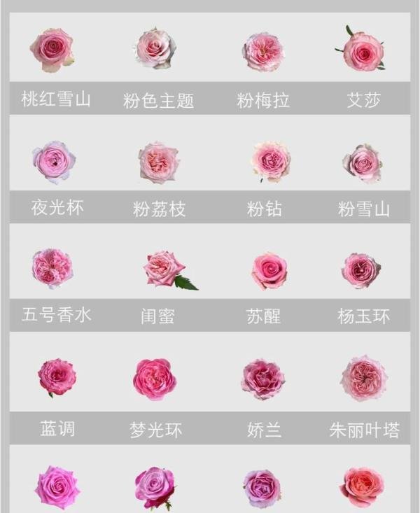 玫瑰??图鉴|140种不同颜色的玫瑰
