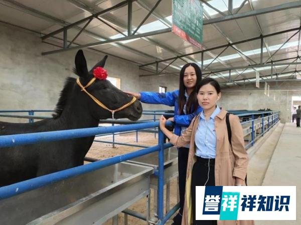 最基本养驴的4点技术丨养驴学堂