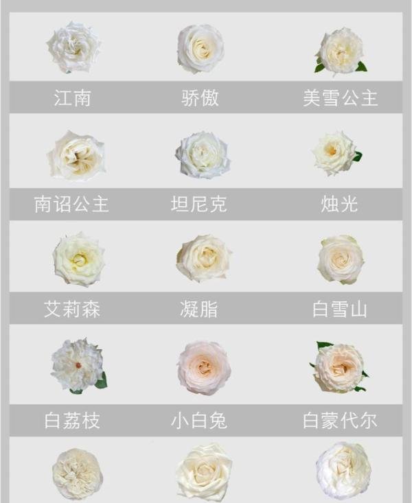 玫瑰??图鉴|140种不同颜色的玫瑰