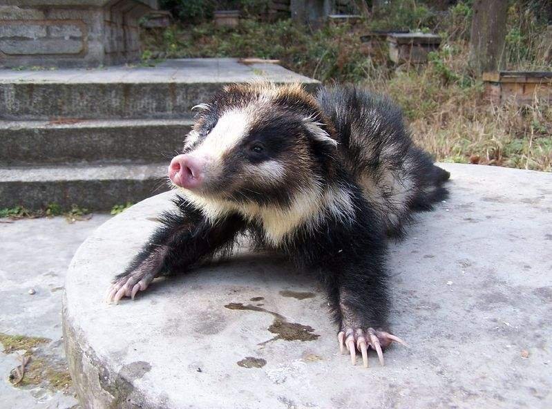 怎样区分狼獾、猪獾、狗獾等各种獾类动物?