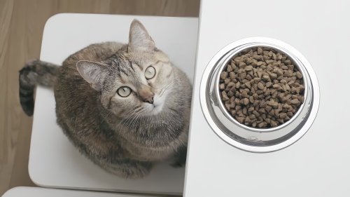 最便宜的猫粮多少钱一斤