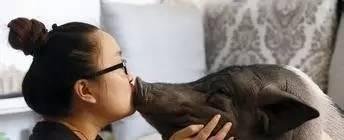 女子晒170斤宠物猪 同床同吃惊呆网友