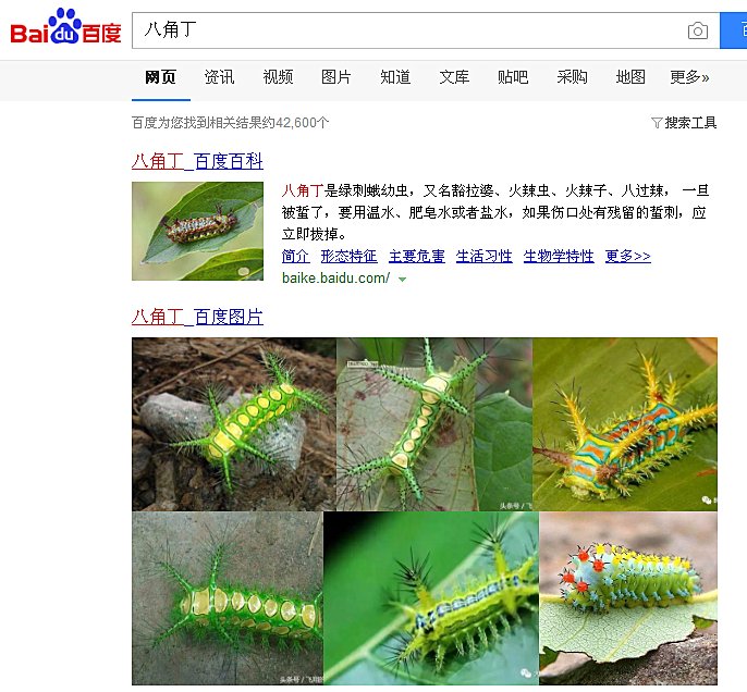 八角丁是什么？