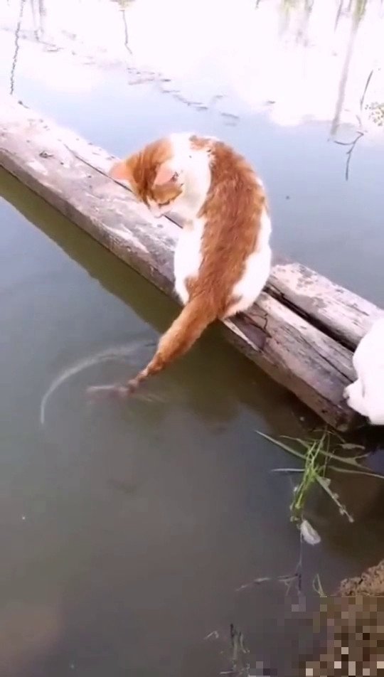 猫用尾巴钓鱼是真的吗