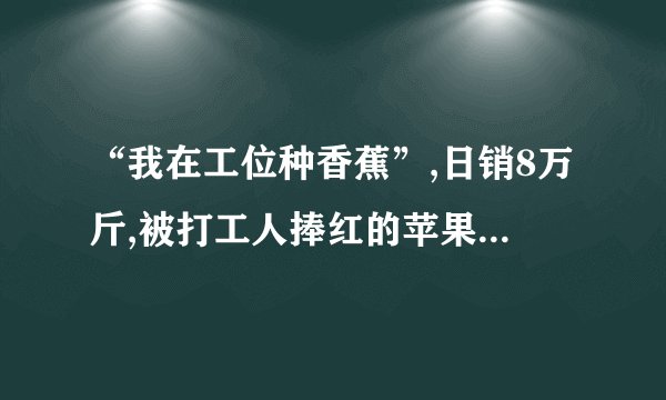 “我在工位种香蕉”,日销8万斤,被打工人捧红的苹果蕉是什么