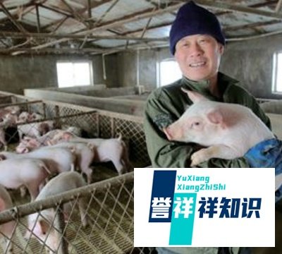 养猪户需要贷款怎么办?