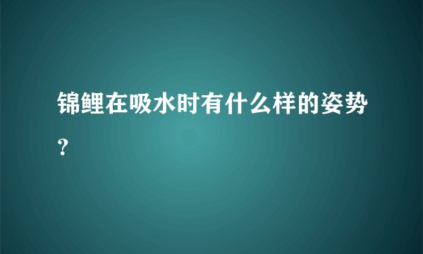 锦鲤在吸水时有什么样的姿势？