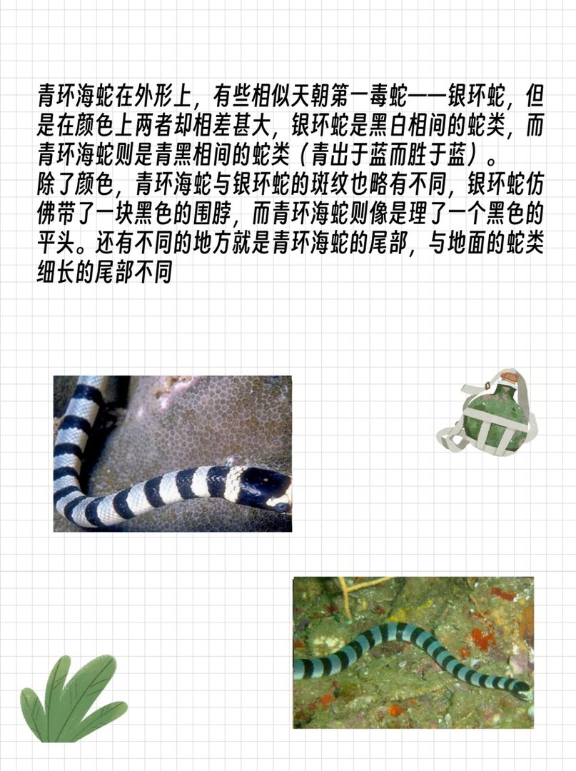 中国十大毒蛇之一,最危险的青环海蛇
