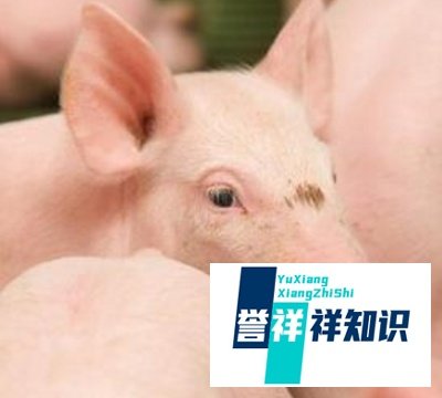 养猪户需要贷款怎么办?