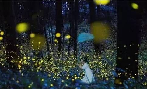 相逢秋月满,更值夜萤飞是什么意思？