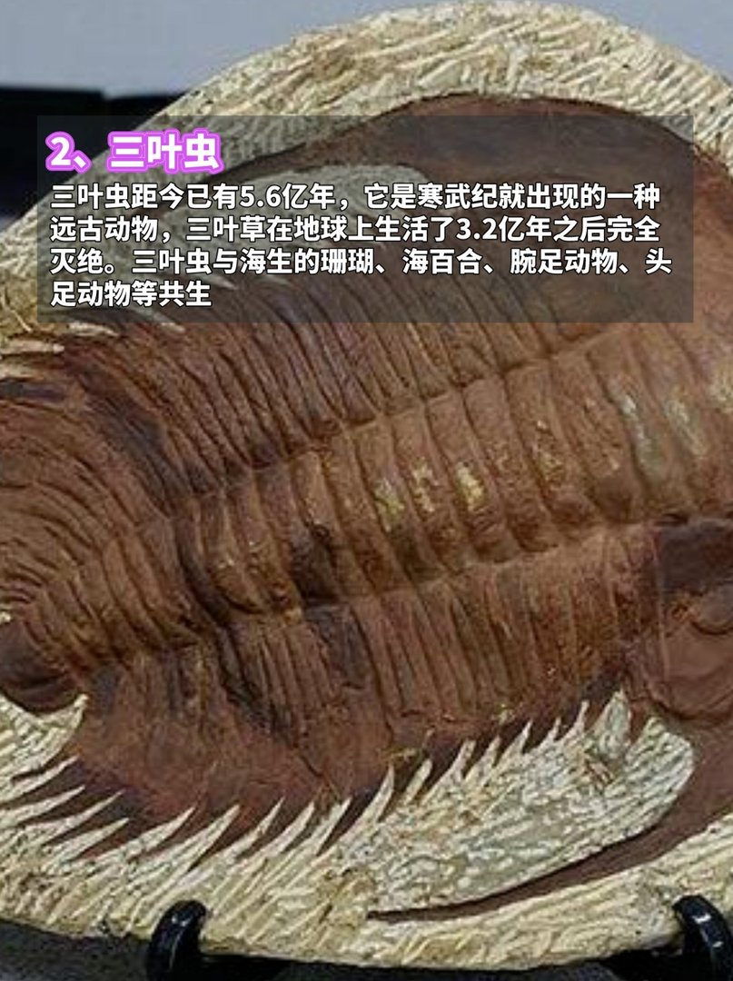 地球上最古老的7种动物,看完脊背发凉