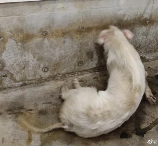14岁的“猪坚强”可能即将走完生命旅程，它的励志故事是怎样的？