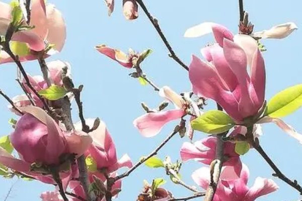 绰约多姿的意思
