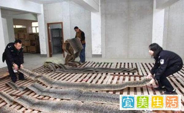涉案金额5.56亿！堪称全国最大的蟒蛇皮走私案终审宣判