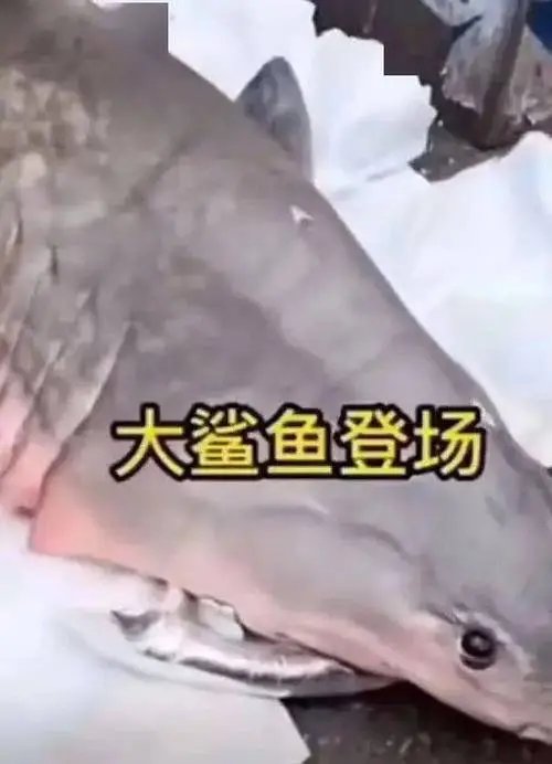 行为恶劣！吃大白鲨网红曾直播吃油炸娃娃鱼，究竟是无知还是愚蠢？