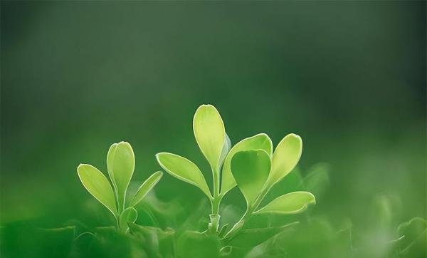 二十首关于春草的诗词,又是一年春草绿,春草绿时亦有诗