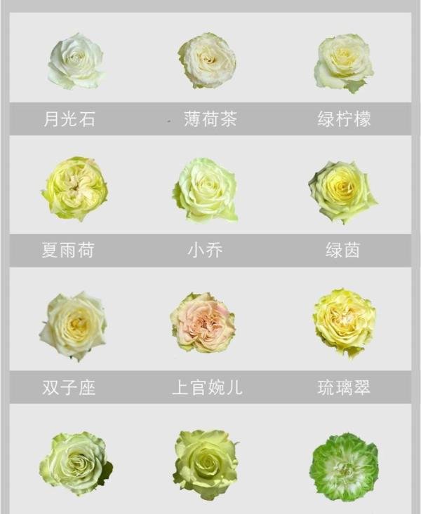 玫瑰??图鉴|140种不同颜色的玫瑰