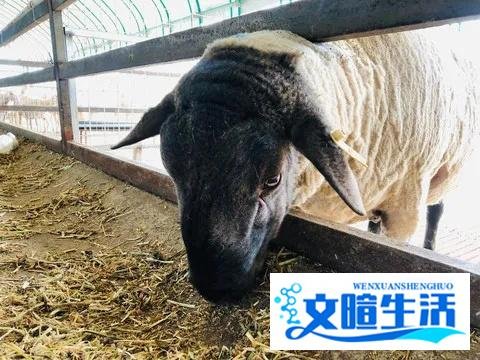 2020年农村养殖业无息贷款怎么办理？申请条件有哪些？