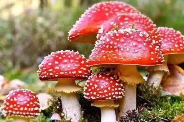 躺板板是什么意思