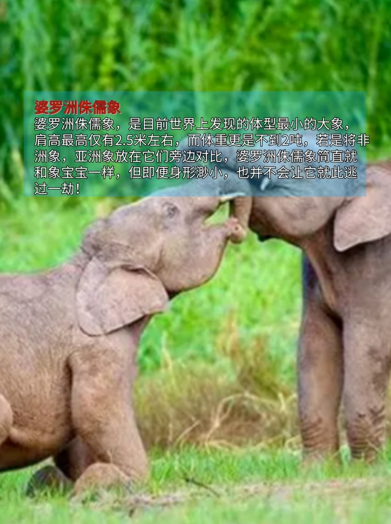 第一名已经名存实亡,最稀有动物排行榜