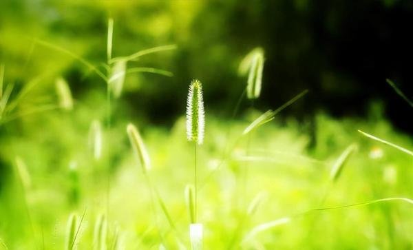 二十首关于春草的诗词,又是一年春草绿,春草绿时亦有诗